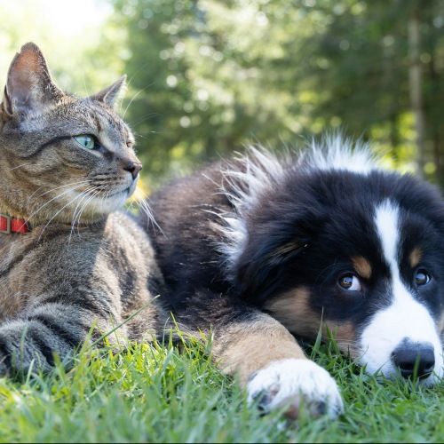 dog and cat